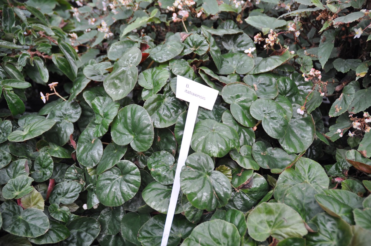 B. itatiaiensis